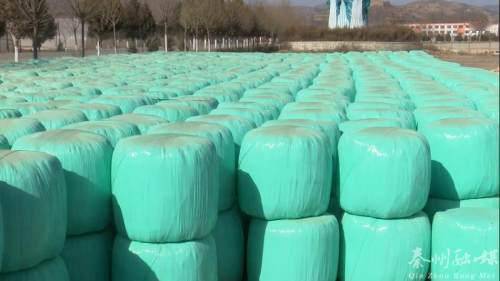 秦州多措并舉保障畜牧養(yǎng)殖場(chǎng)安全越冬 備足飼料、加固圈舍、穩(wěn)供銷(xiāo)售